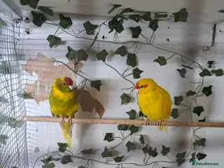 Parakeets birds Pair of kakariki - Advert 1