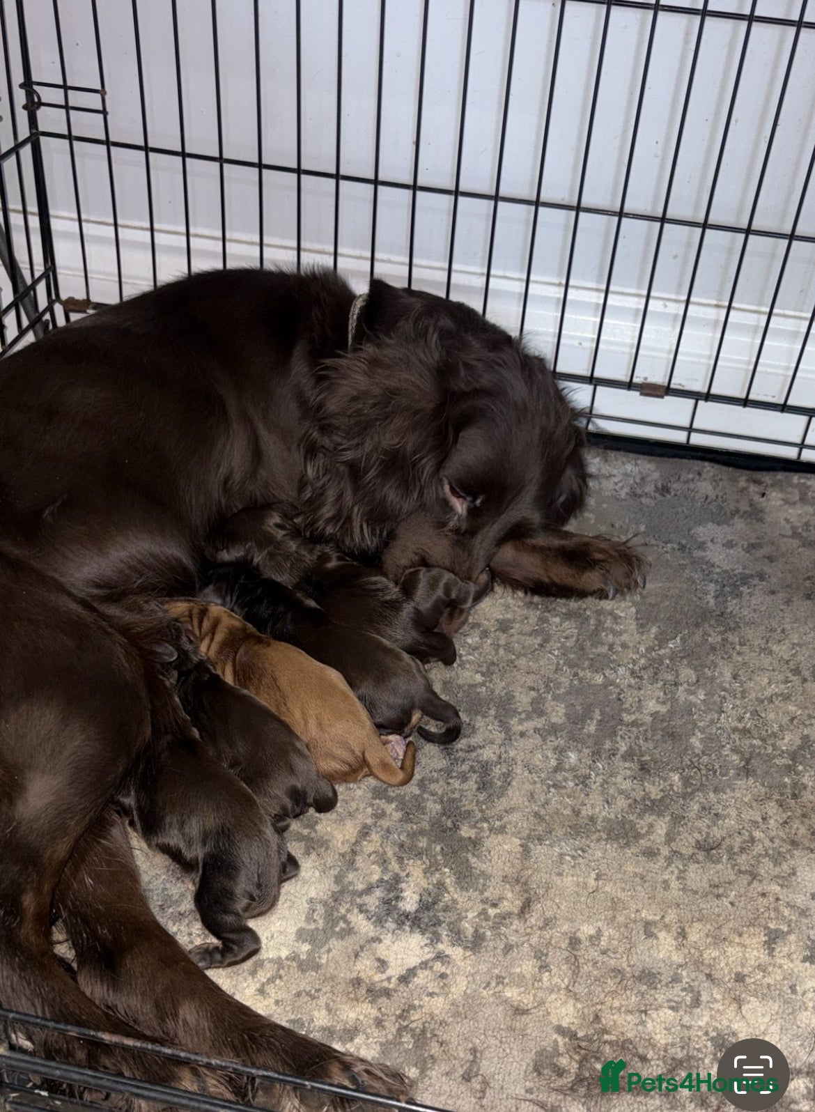 Cocker Spaniel dogs WONDERFUL COCKER SPANIEL PUPPYS - Advert 1