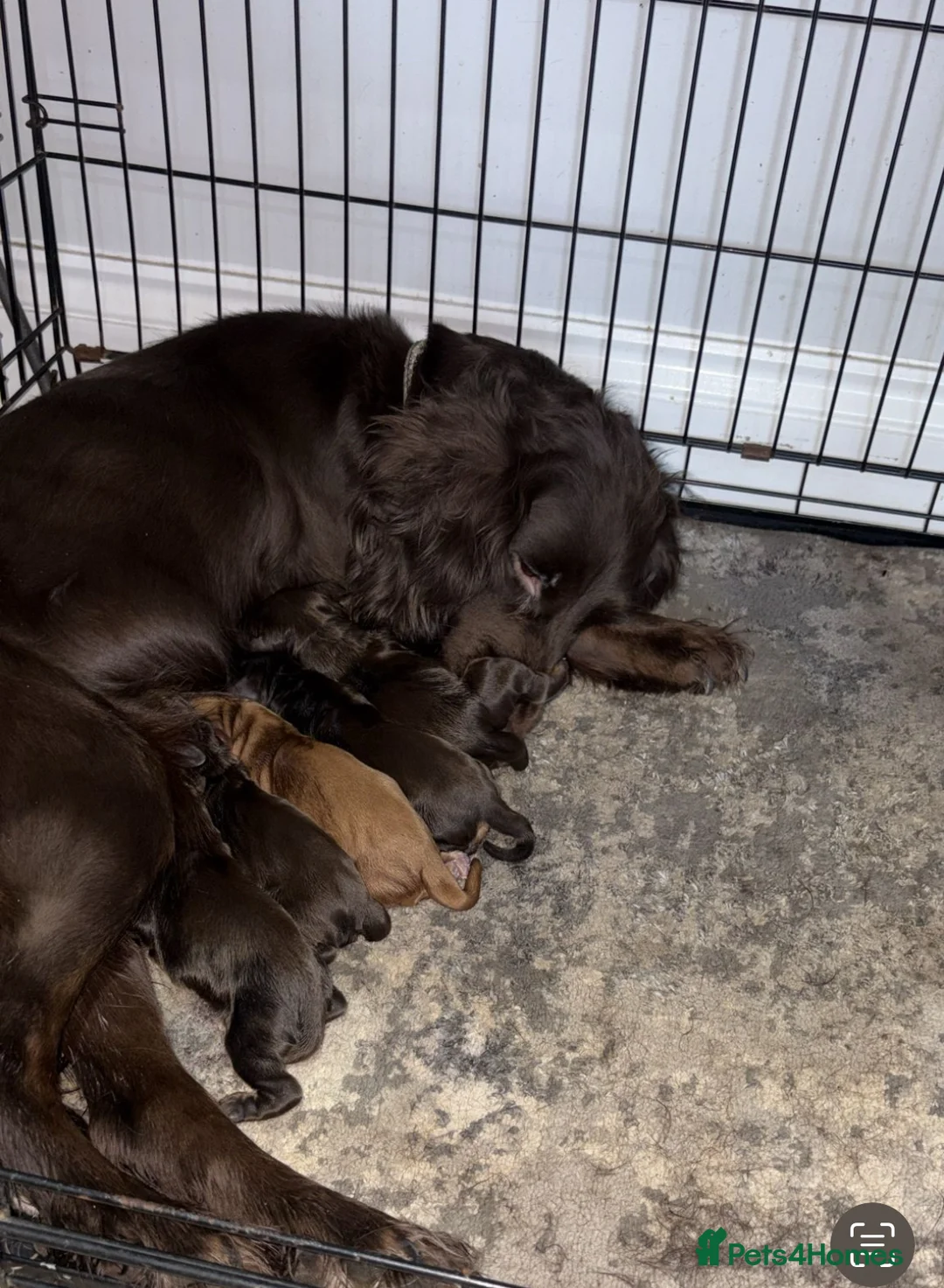 Cocker Spaniel dogs for sale: WONDERFUL COCKER SPANIEL PUPPYS - Advert 1