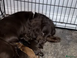 Cocker Spaniel dogs WONDERFUL COCKER SPANIEL PUPPYS - Advert 1