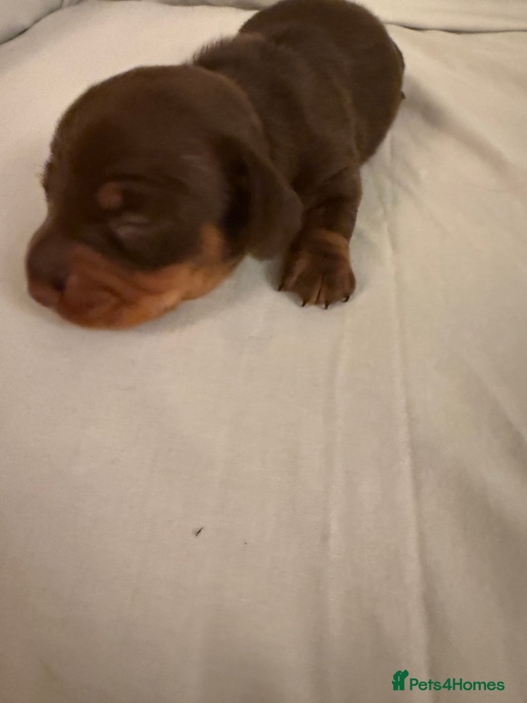 Dachshund dogs for sale: Miniature Dachshund puppies for sale - Advert 37