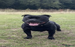 Staffordshire Bull Terrier dogs for stud: Phenomenal fertility- New Stud dog 2025 - Image 5
