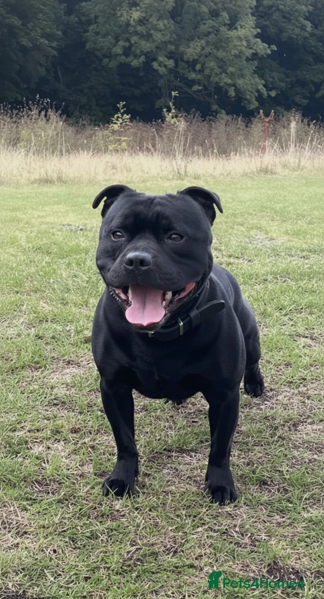Staffordshire Bull Terrier dogs for stud: Phenomenal fertility- New Stud dog 2025 - Advert 6