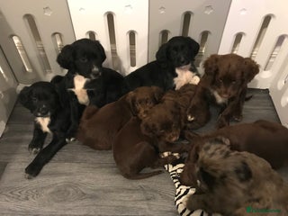 Sprocker dogs - Advert 11