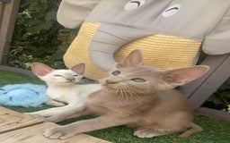 Siamese cats for sale: Siamese/oriental  - Image 7