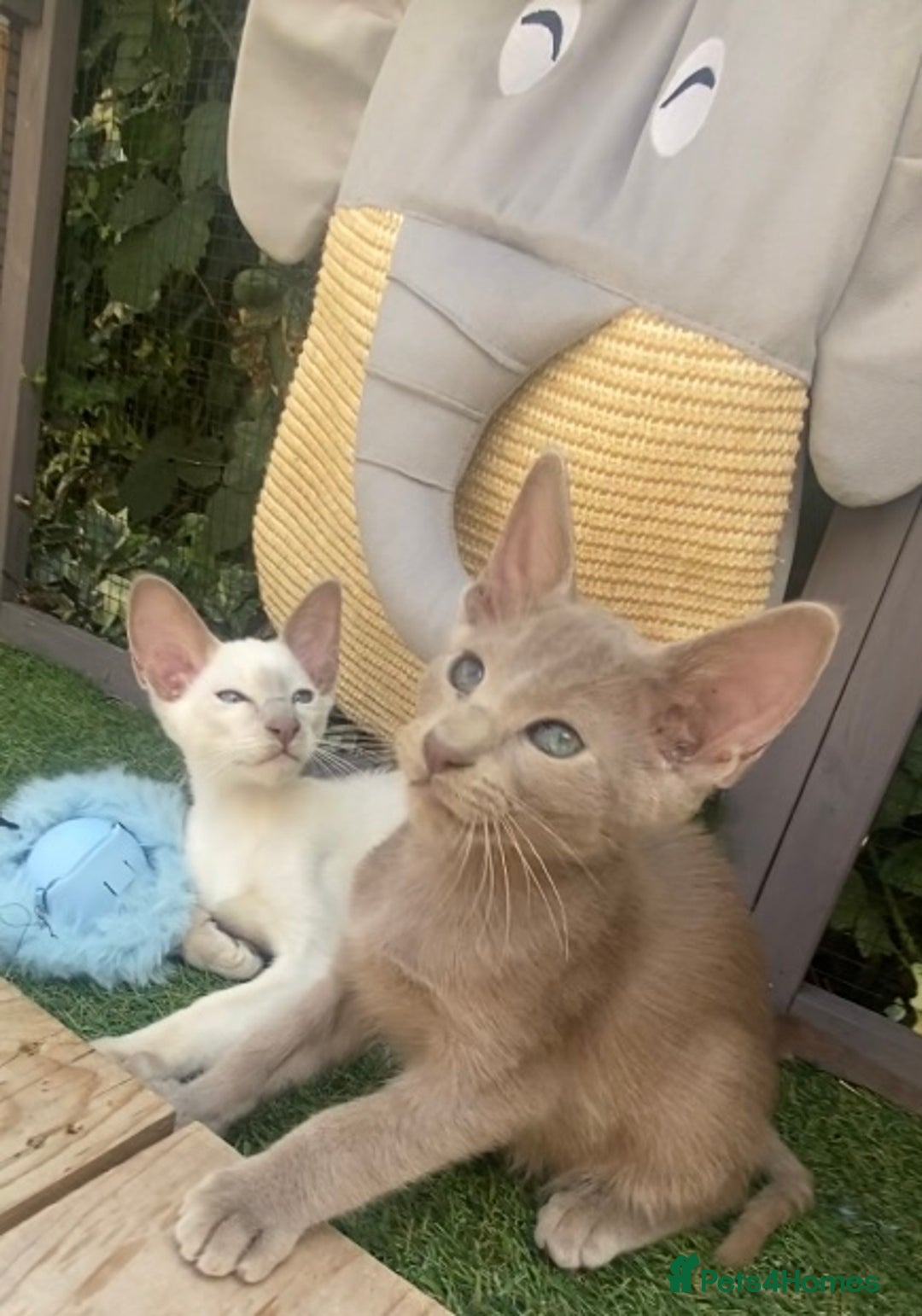 Siamese cats for sale: Siamese/oriental  - Image 7