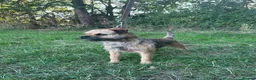 Border Terrier dogs for sale: Border terriers - Advert 7