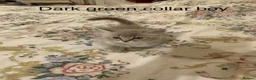 Ragdoll cats for sale: RARE RAGDOLL KITTENS - Advert 2