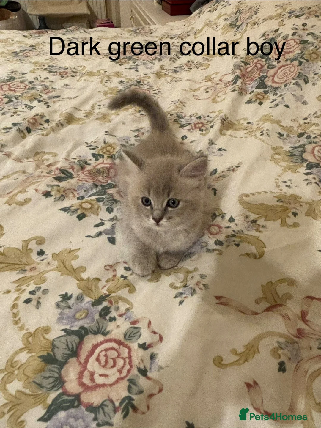 Ragdoll cats for sale: RARE RAGDOLL KITTENS - Advert 2