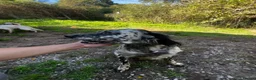 English Setter dogs for adoption: Selva in Penryn - Advert 2