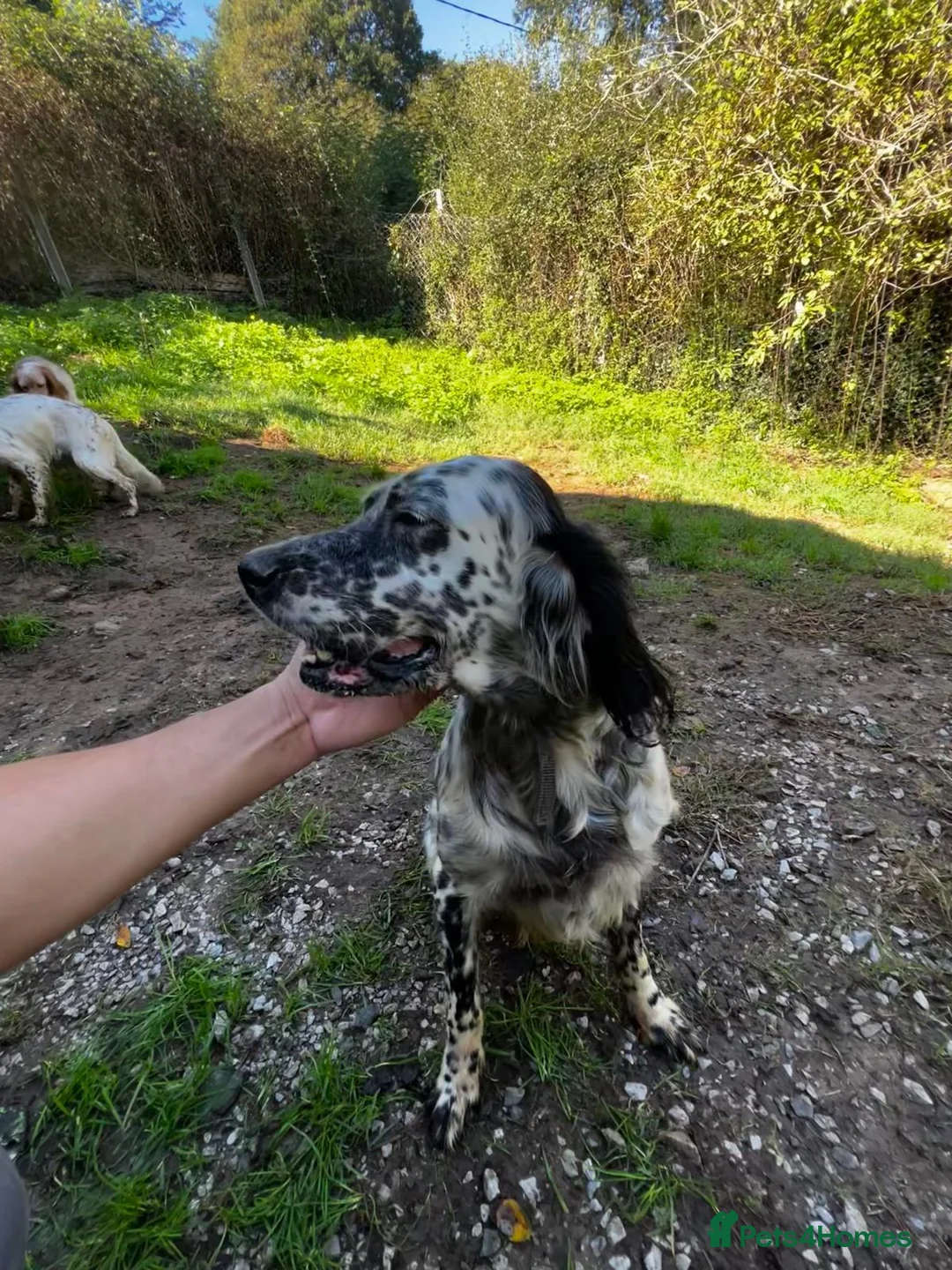 English Setter dogs for adoption: Selva in Penryn - Advert 2
