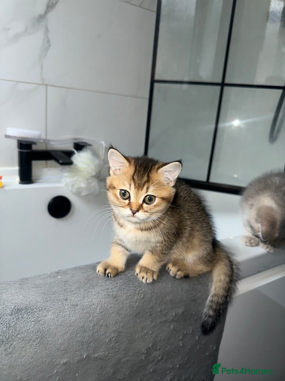 British Shorthair cats for sale: 4 adorable kitties for sale TICA registered - Advert 8