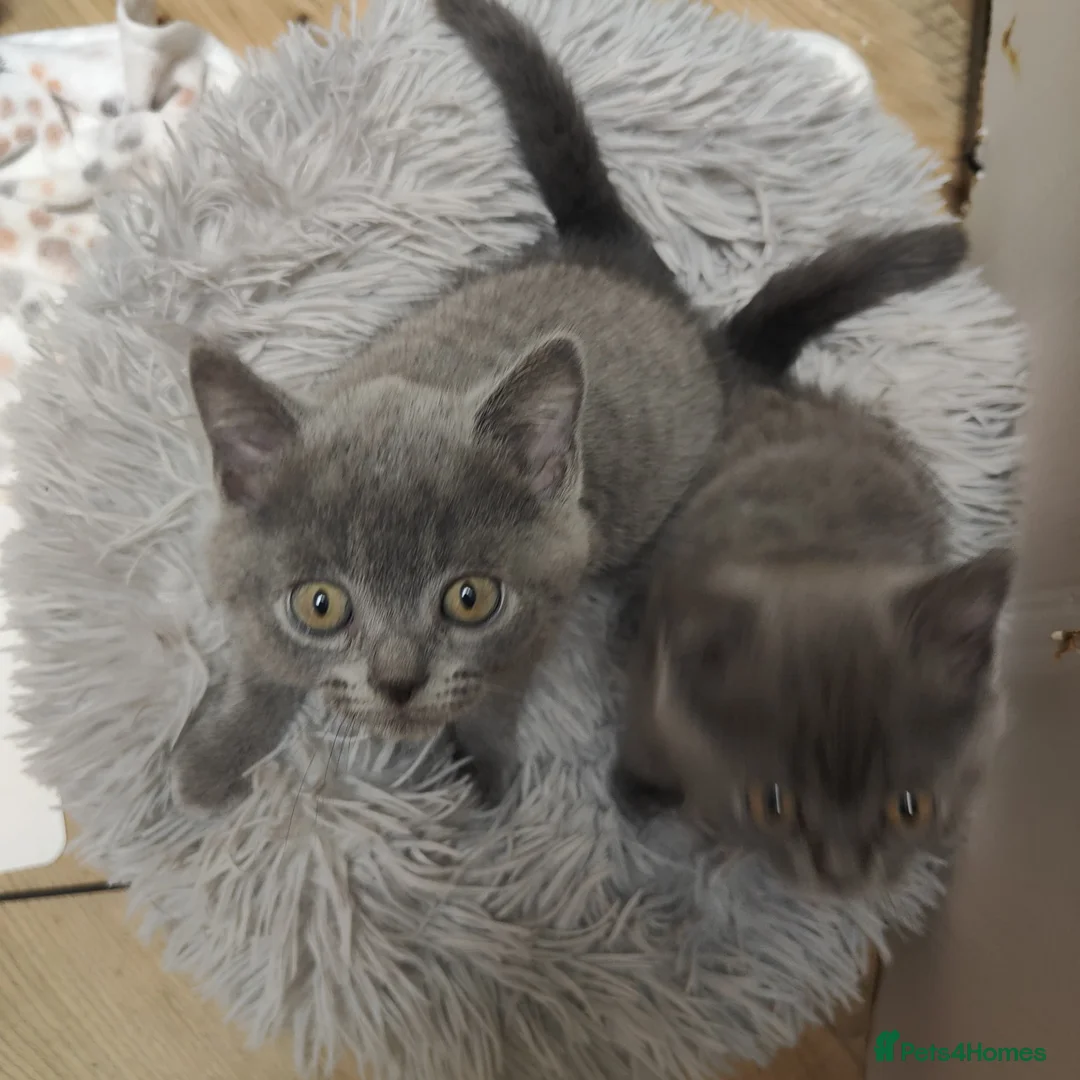 Scottish Fold cats for sale: 3 beautiful kittens - Advert 3