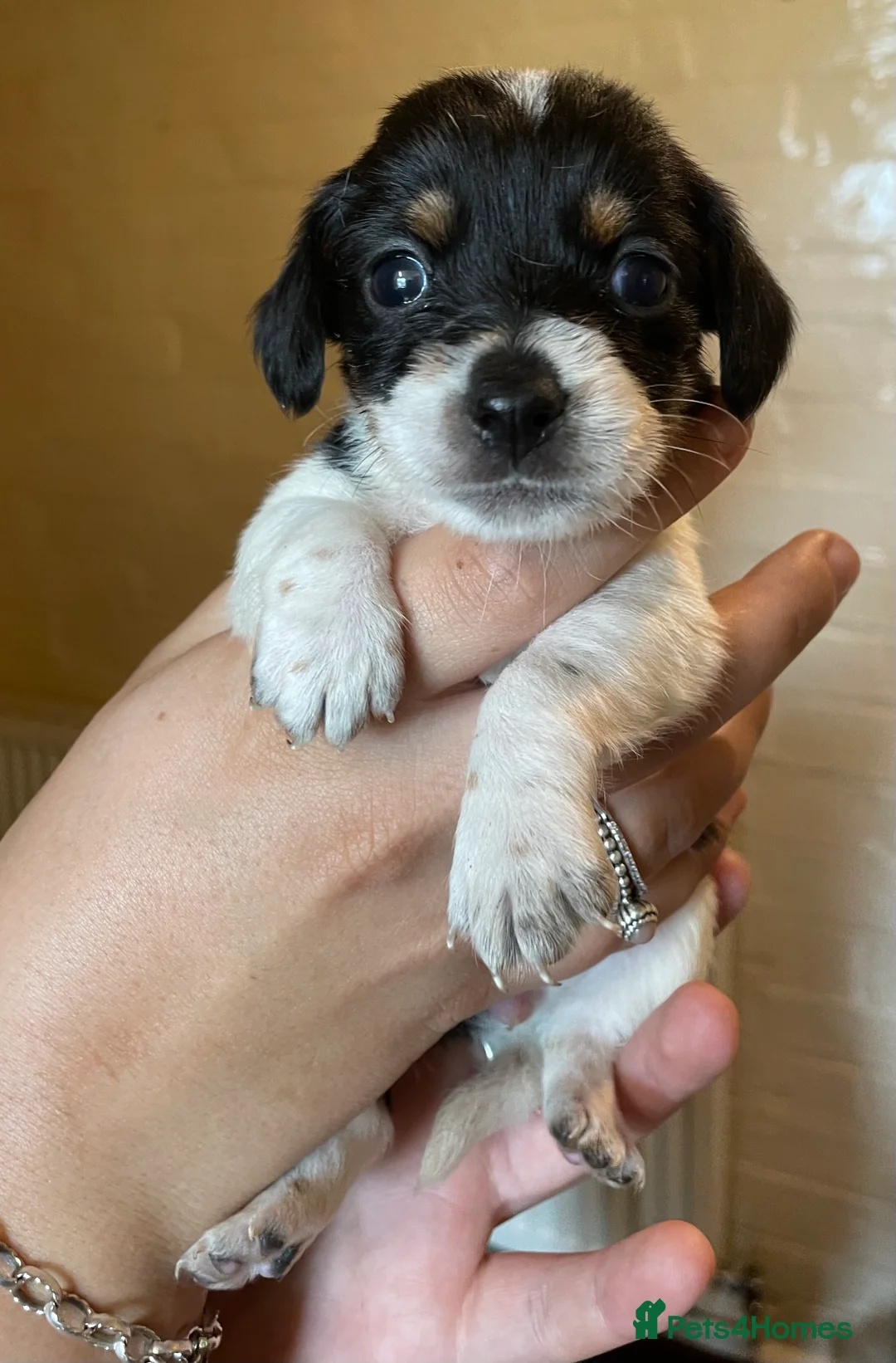 Norfolk Terrier dogs for stud: 3/4 Norfolk x 1/4 Jack Russell proven stud in Burton-on-Trent - Advert 25