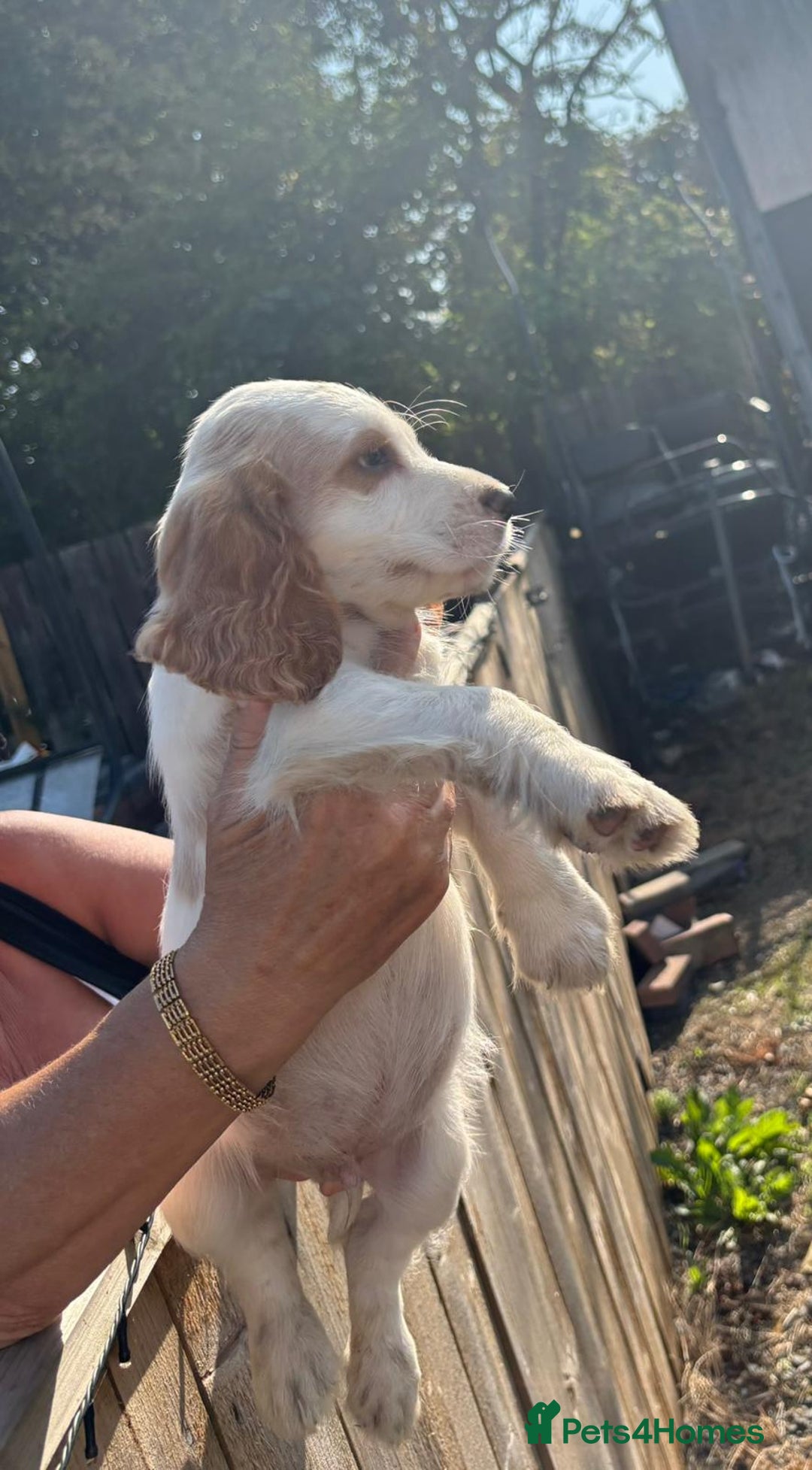 Sprocker dogs for sale: Sprocker  - Image 11