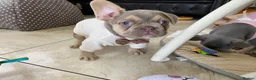 French Bulldog dogs for sale: FRENCH BULLDOGS, MERLE, ROJO, ISABELLA NEWSHADE. - Advert 23