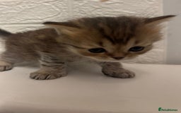 British Shorthair cats for sale: Cutest Tabby British Short Haired Kittens  - Image 1