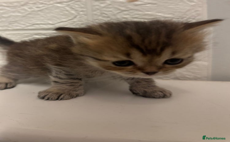 British Shorthair cats - Advert 6