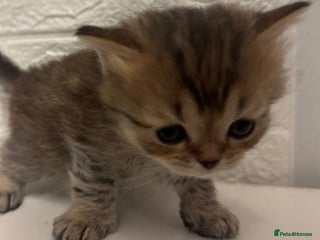 British Shorthair cats for sale - Advert 1