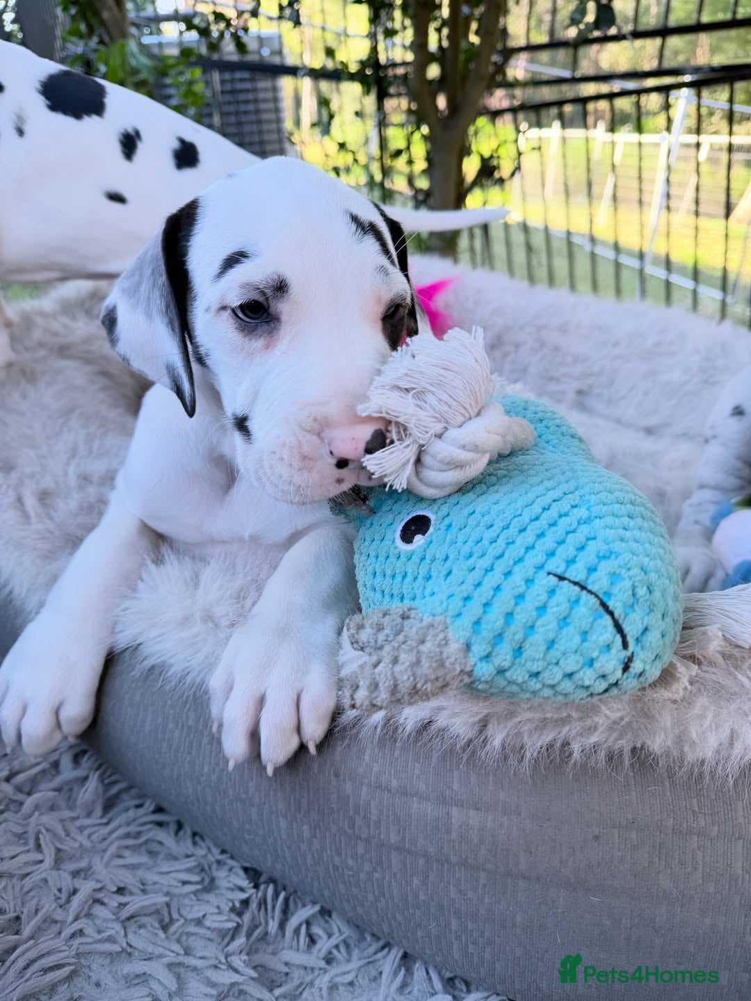 Great Dane dogs for sale: Great Danes Available–Gentle Giants in the Making - Advert 16