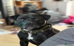 American Bulldog dogs for sale: American Bulldog - Image 5