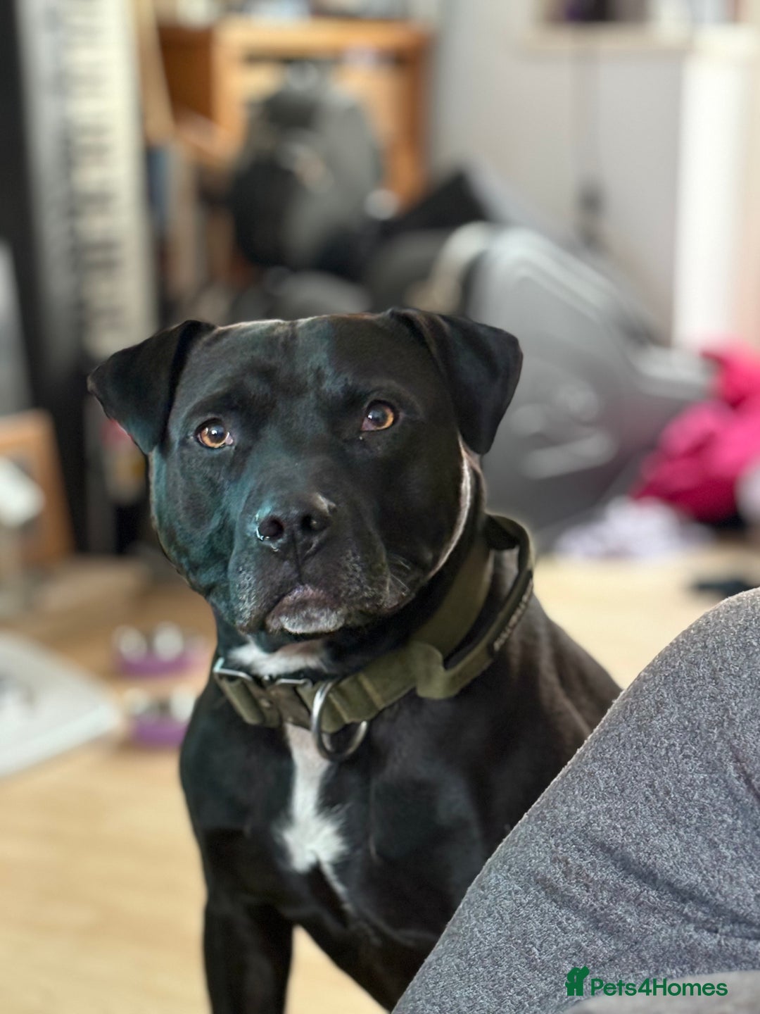 American Bulldog dogs for sale: American Bulldog - Image 5