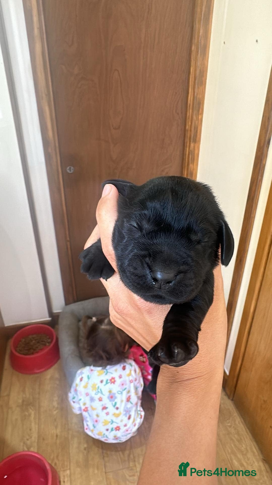 Cockerdor dogs for sale: Cockerdor puppies - Image 3