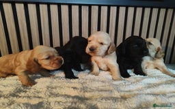 Cocker Spaniel dogs for sale: Gorgeous show type cocker spaniel puppies - Image 6