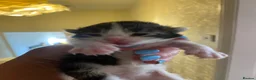 Mixed Breed cats for sale: 3 kittens for sale - Advert 6