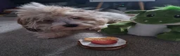 Shih Tzu dogs for stud: Shih tzu Jack Russel Crossbreed Patchy in Bedworth - Advert 2