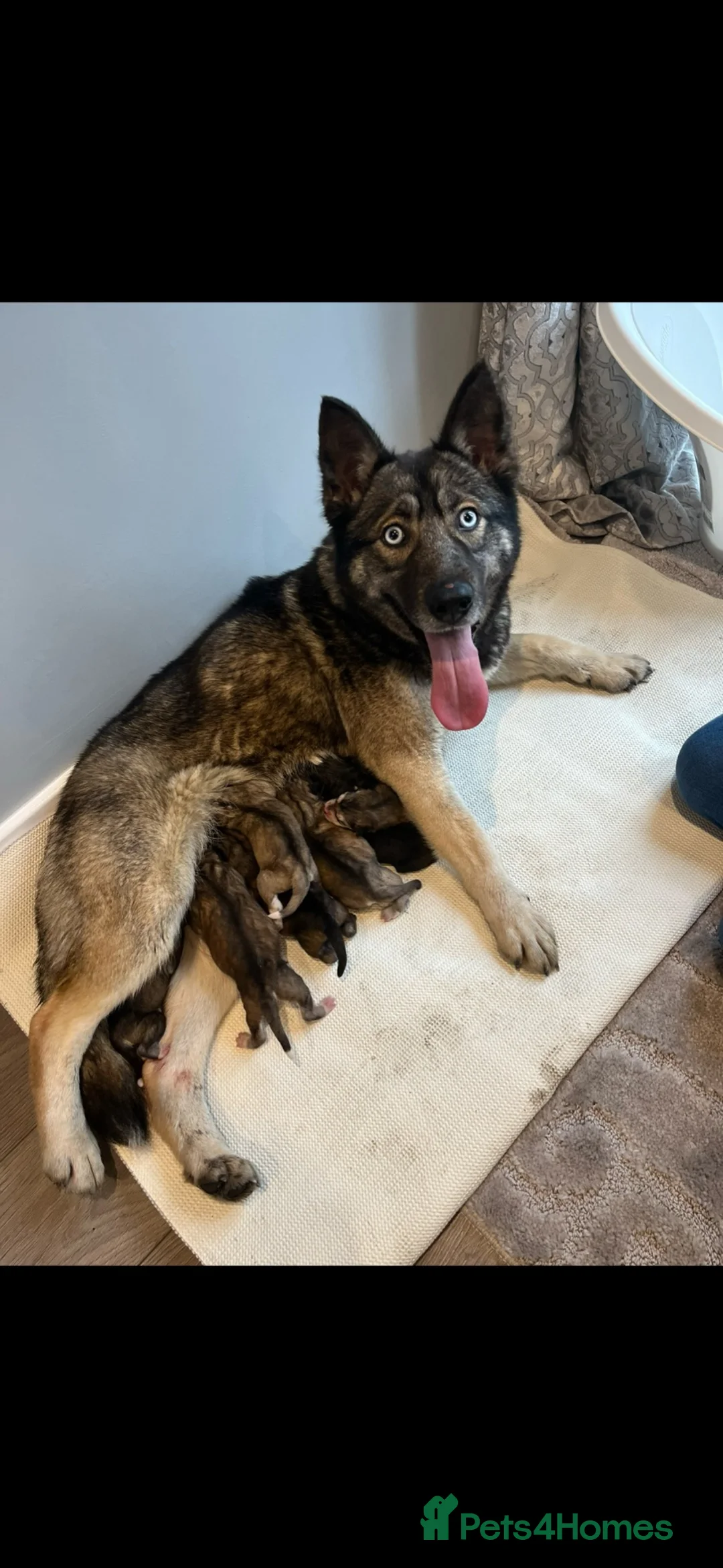Shepsky dogs for sale: German shepherd cross husky puppy’s  - Advert 19