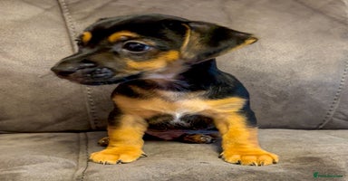 Jack Russell dogs - Advert 1