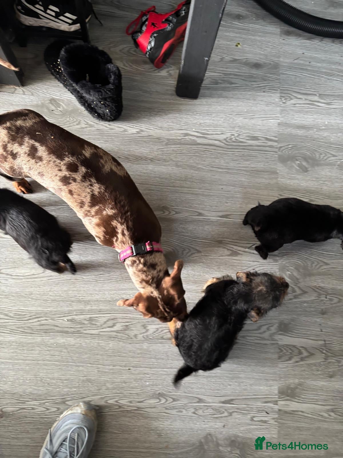 Mixed Breed dogs 3 beautiful dachshund cross Yorkshire terrier  - Advert 1