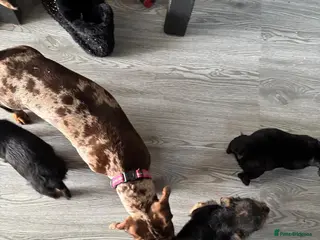 Mixed Breed dogs 3 beautiful dachshund cross Yorkshire terrier - Advert 1