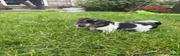 Jack Russell dogs for sale: Jack Russell puppies  - Advert 4