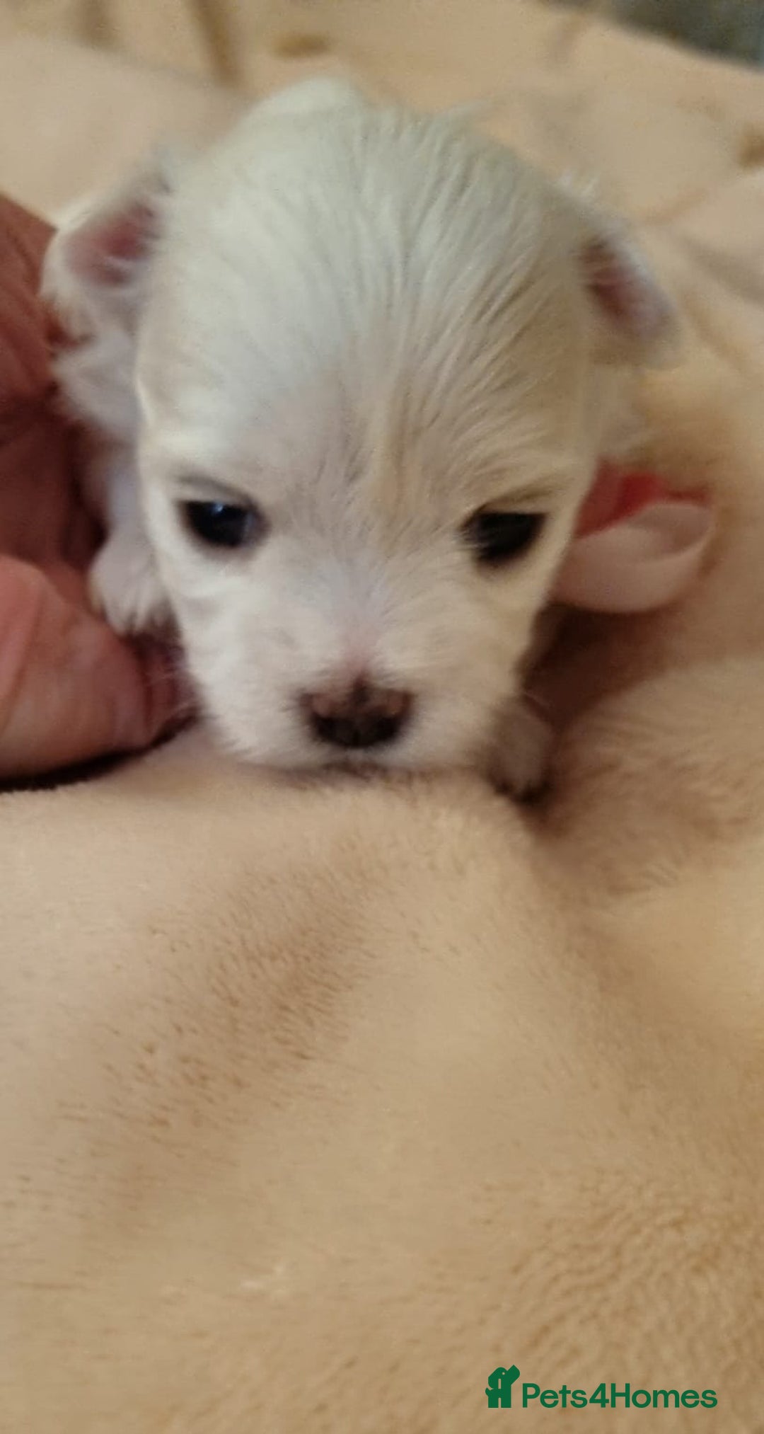 Maltese dogs for sale: Maltese Girl Ready to go  - Advert 13