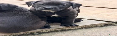 Mixed Breed 2