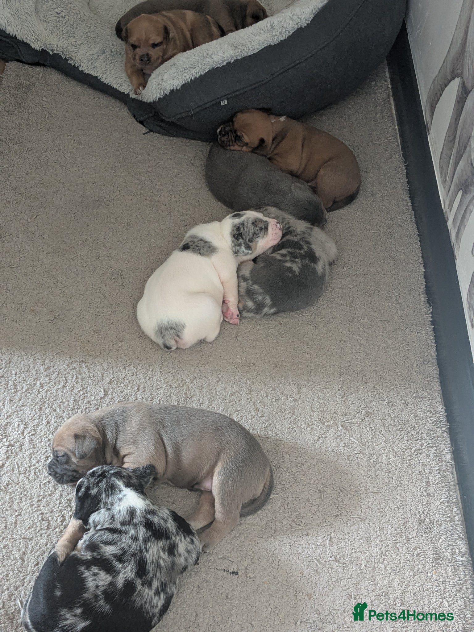 Mixed Breed dogs for sale: Staff bullmastiff cross old English bulldog  - Advert 2
