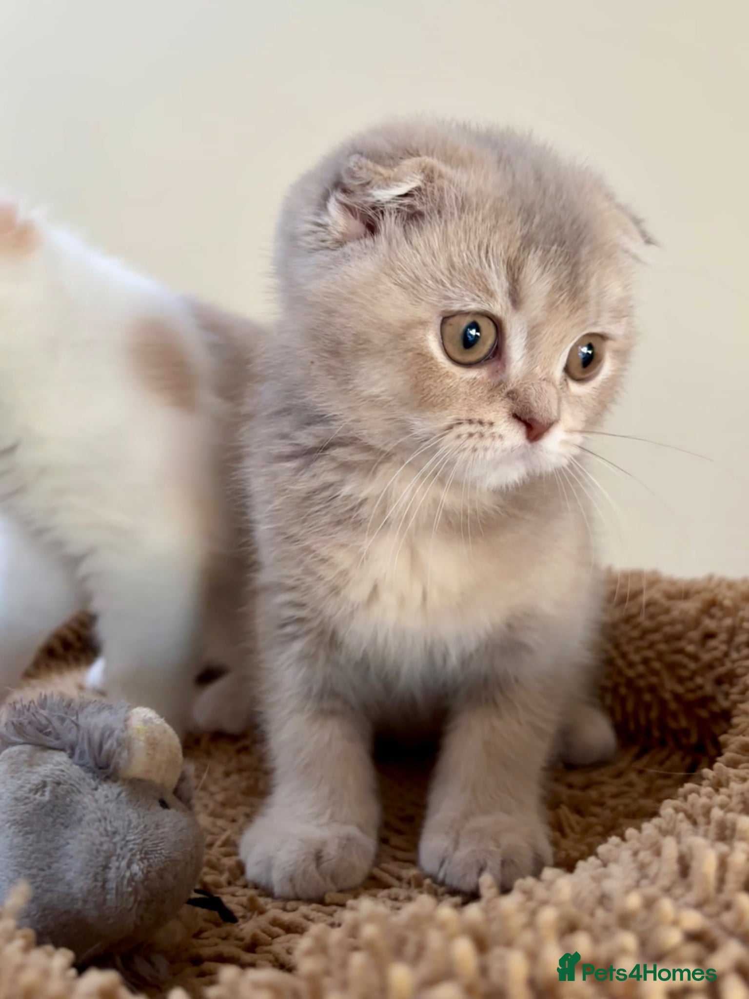 Scottish Fold cats for sale: Pedigree Adorable Scottish Fold Kittens  - Advert 17