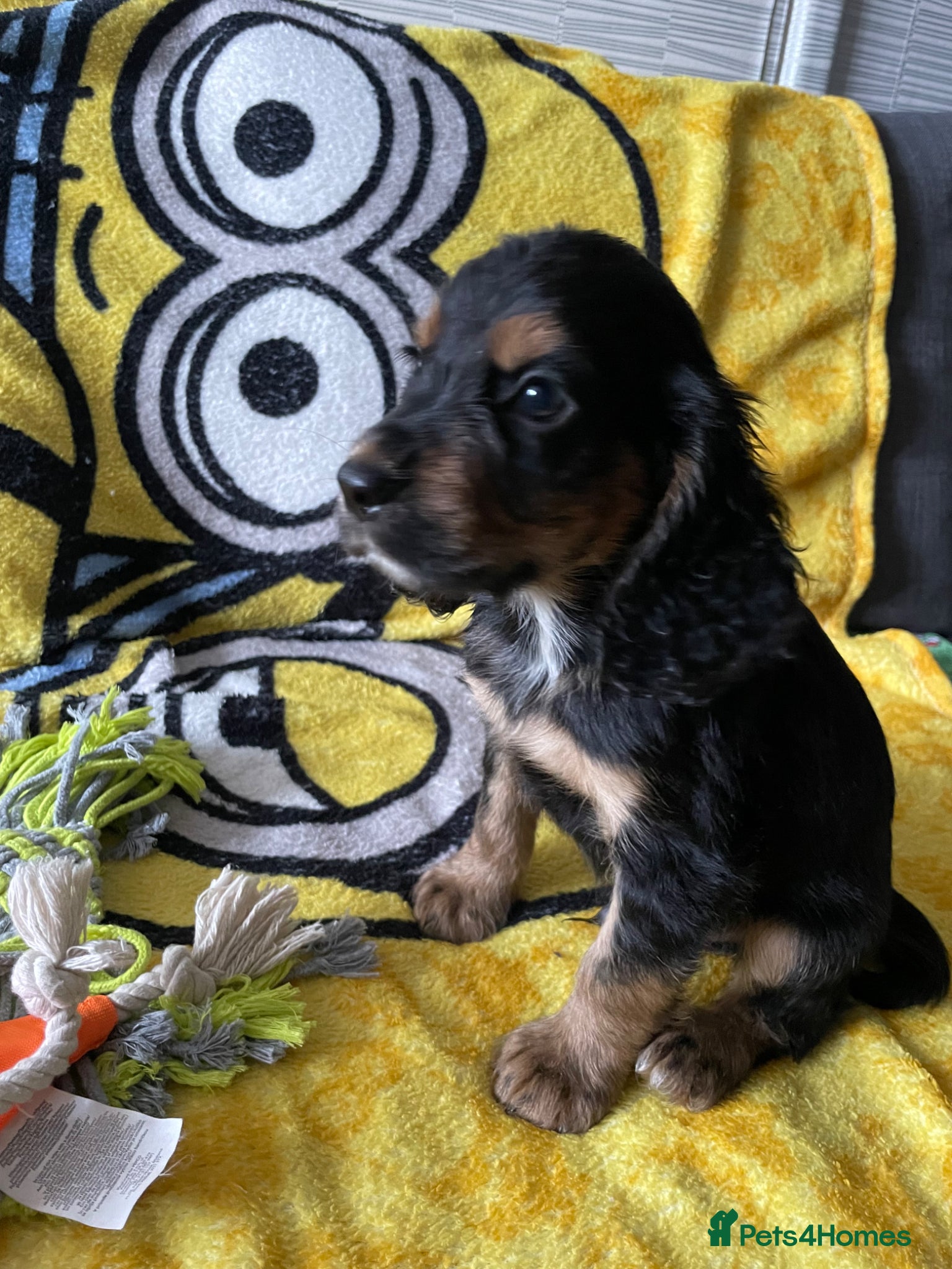 Cocker Spaniel dogs Cocker spaniel puppies  - Advert 15