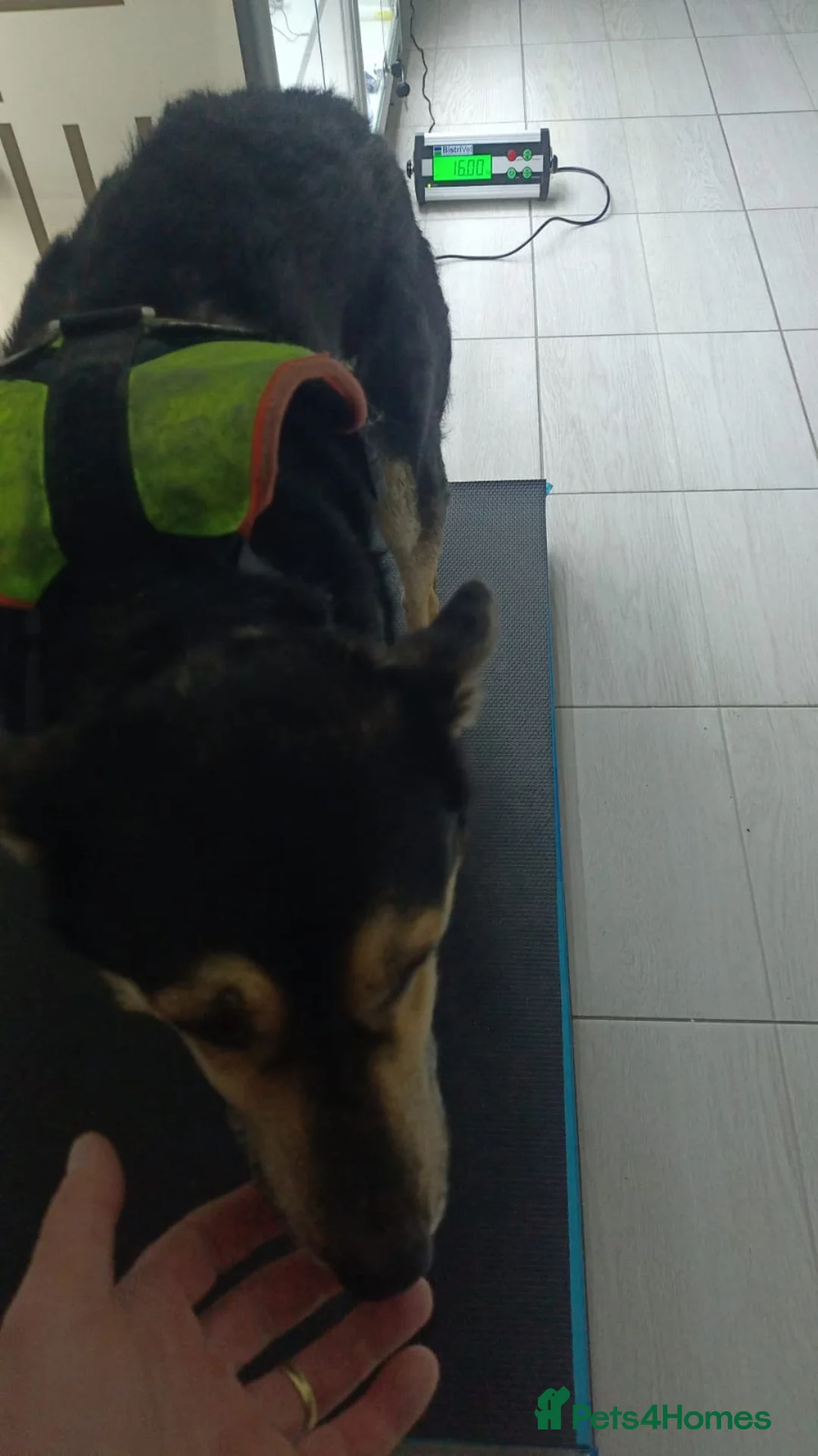 Mixed Breed dogs for adoption: 🐾 RUDY – Waiting for the Life He Deserves 🐾 in Nottingham - Advert 4