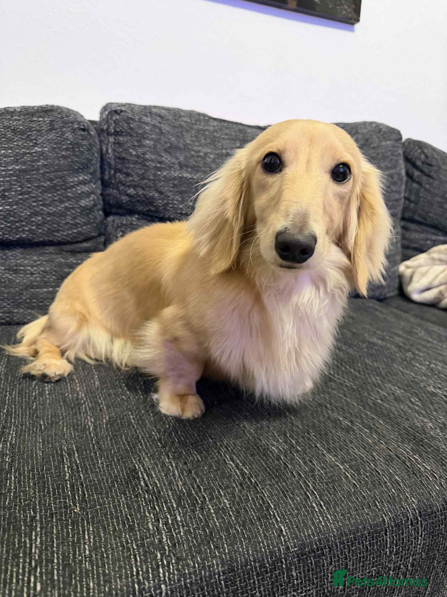 Miniature Dachshund dogs Miniature male Dachshund for stud  - Advert 14