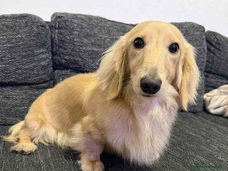 Miniature Dachshund dogs Miniature male Dachshund for stud - Advert 4