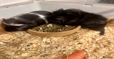 Guinea Pig rodents - Advert 6