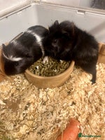 Guinea Pig rodents - Advert 6