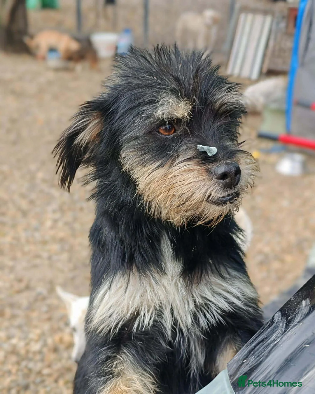 Mixed Breed dogs for adoption: BEBA! in Scarborough - Advert 2