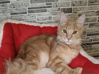 Maine Coon cats - Advert 33