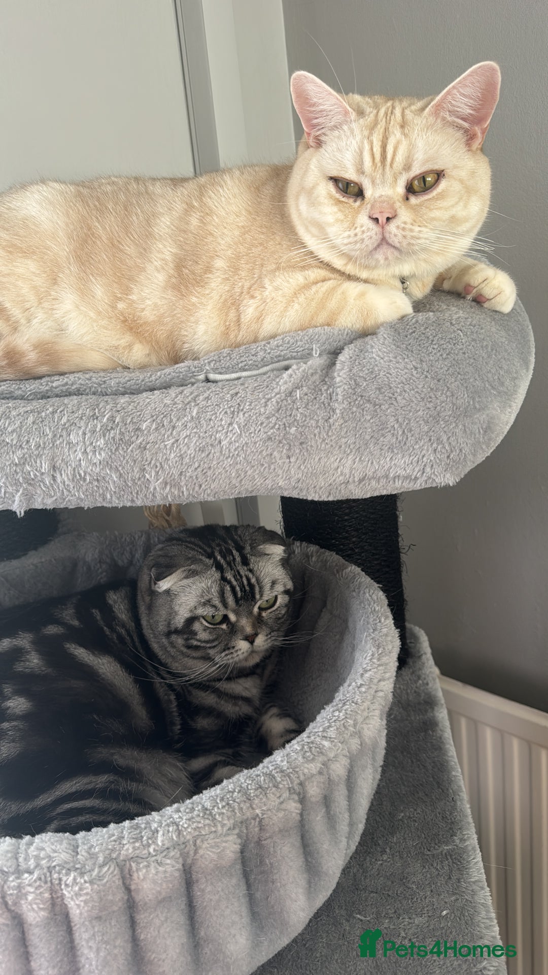Domestic Shorthair cats for sale: Red Silver Domestic Shorthair - Image 5