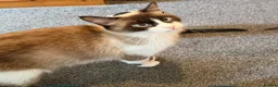 Mixed Breed cats for sale: 8 week old kittens ready to go.  in Gorebridge - Advert 1