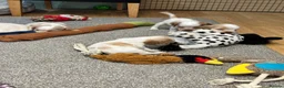 Cocker Spaniel dogs for sale: Beautiful orange roan show type cocker spaniels - Advert 15